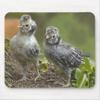 Silver Polish Chicks Mouse Mat