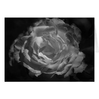 Silver Rose