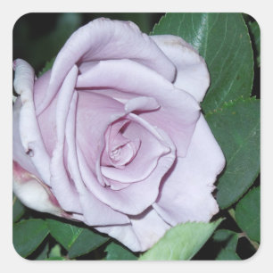 Silver Rose Square Sticker