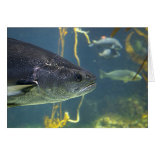Silver Salmon Card