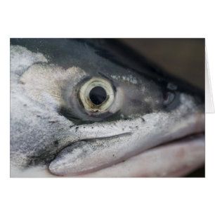 Silver Salmon Face