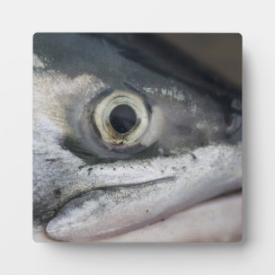 Silver Salmon Face Plaque
