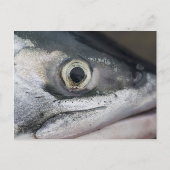 Silver Salmon Face Postcard (Front)