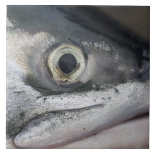 Silver Salmon Face Tile