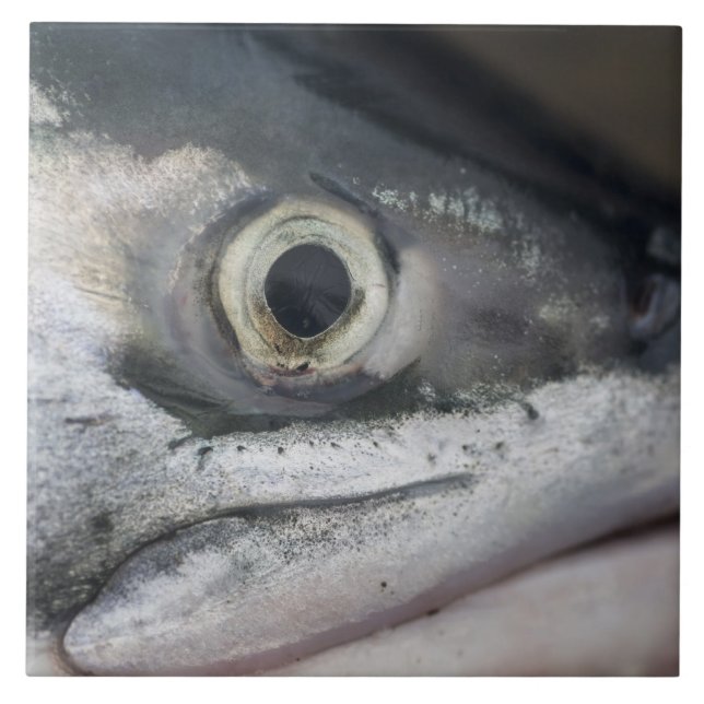 Silver Salmon Face Tile (Front)