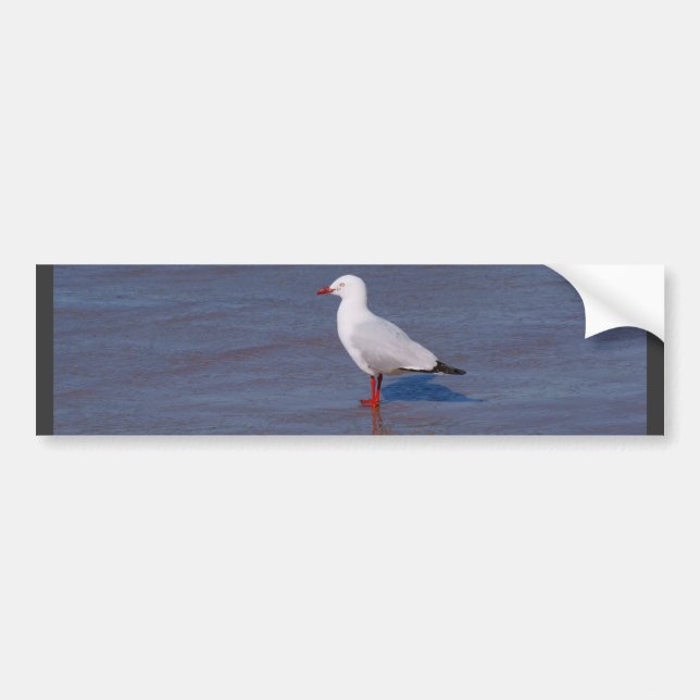 Silver Seagull Bumper Sticker (Front)