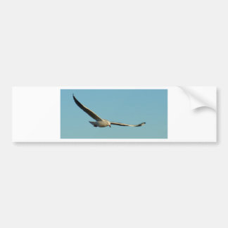 Silver Seagull Bumper Sticker