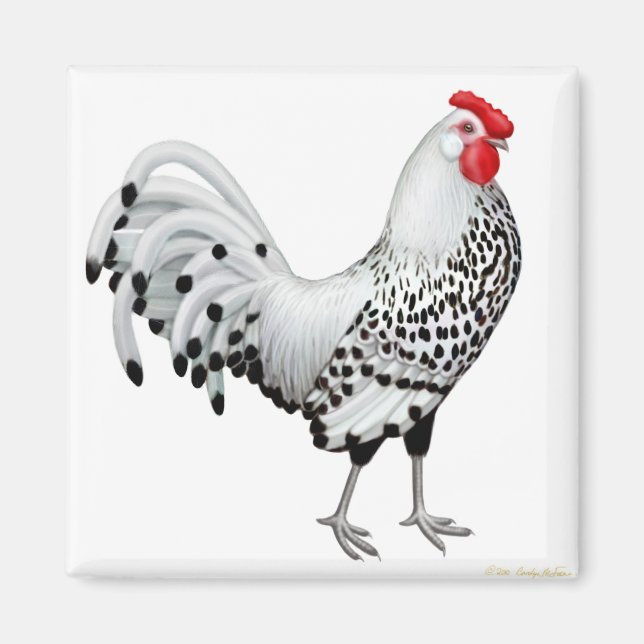 Silver Spangled Hamburg Rooster Magnet (Front)