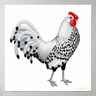 Silver Spangled Hamburg Rooster Print