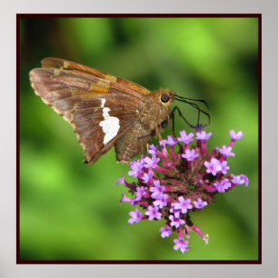 Silver Spotted Skipper Poster