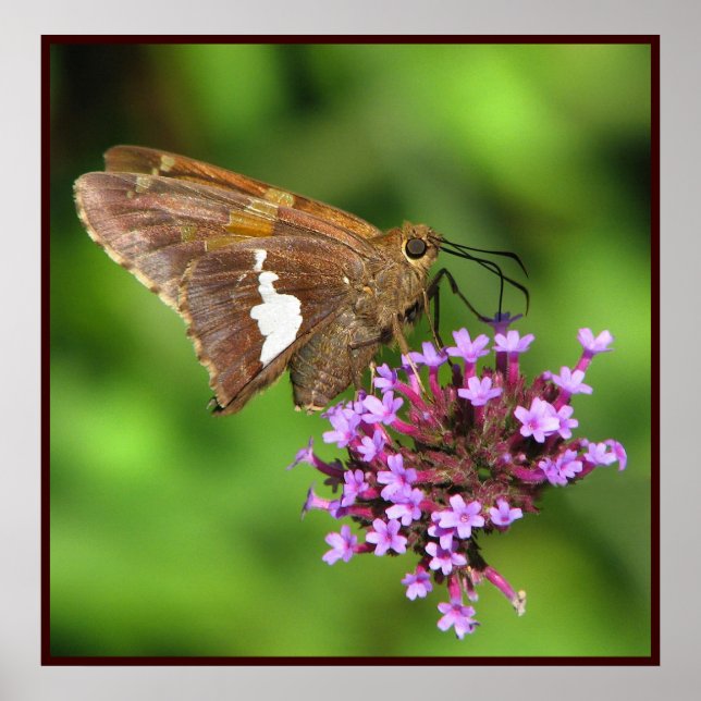 Silver Spotted Skipper Poster (Front)