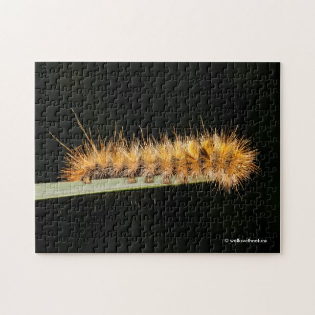 Silver Spotted Tiger Moth / Woollybear Caterpillar Jigsaw Puzzle (Horizontal)