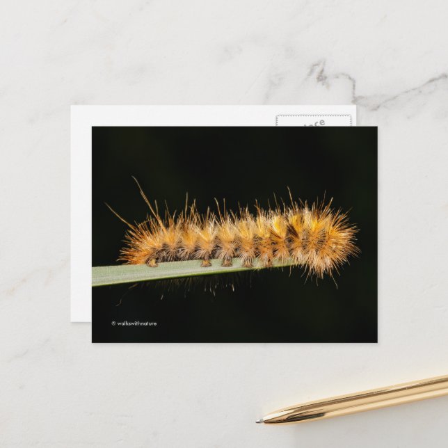 Silver Spotted Tiger Moth / Woollybear Caterpillar Postcard (Front/Back In Situ)