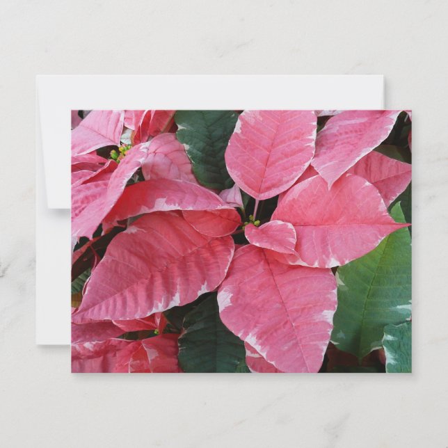 Silver Star Marble Poinsettias Pink Holiday Floral Card (Front)