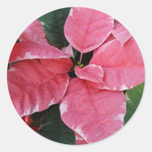 Silver Star Marble Poinsettias Pink Holiday Floral Classic Round Sticker