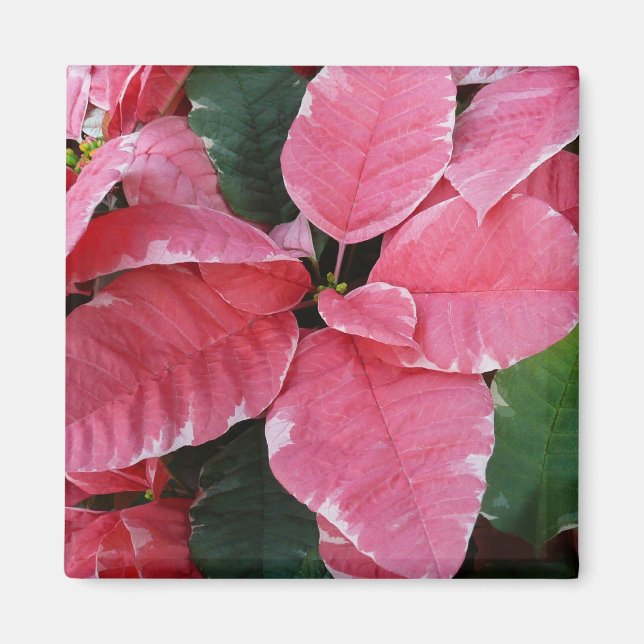 Silver Star Marble Poinsettias Pink Holiday Floral Magnet (Front)