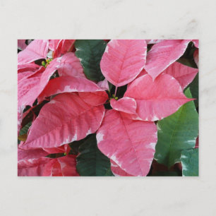 Silver Star Marble Poinsettias Pink Holiday Floral Postcard