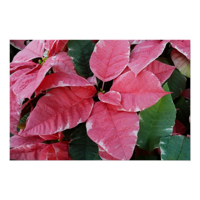 Silver Star Marble Poinsettias Pink Holiday Floral Poster (Front)