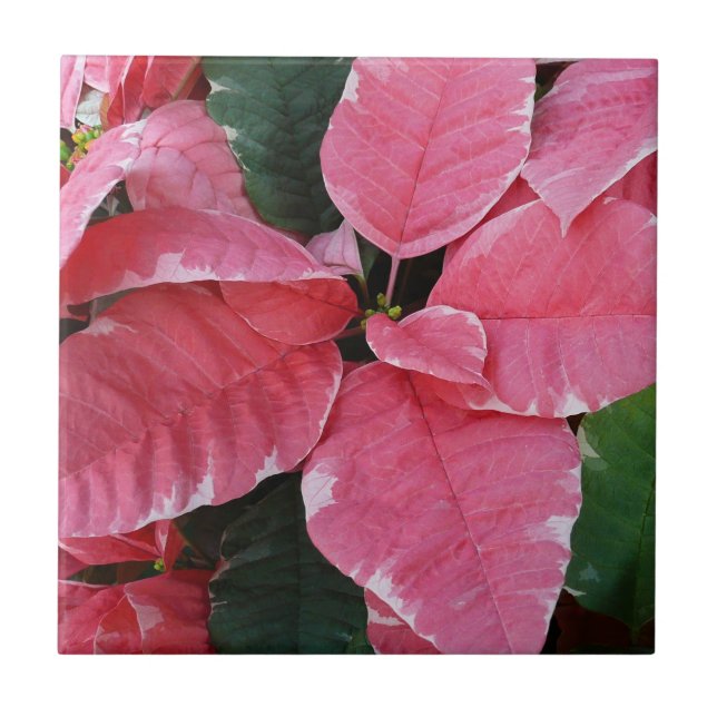 Silver Star Marble Poinsettias Pink Holiday Floral Tile (Front)