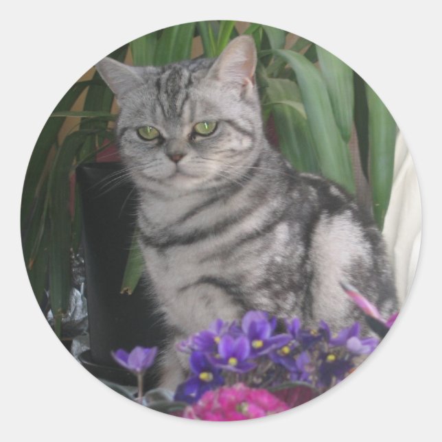 Silver tabby - British Shorthair cat sticker (Front)