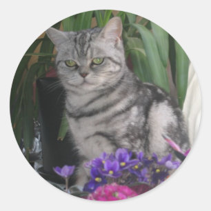 Silver tabby - British Shorthair cat sticker