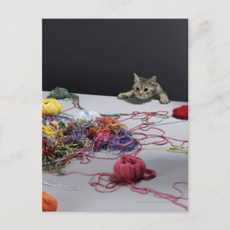 Silver tabby cat climbing over edge of table postcard