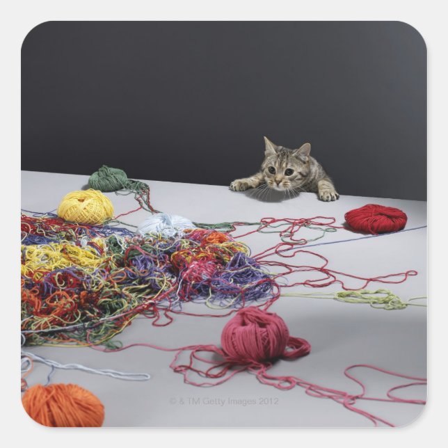 Silver tabby cat climbing over edge of table square sticker (Front)