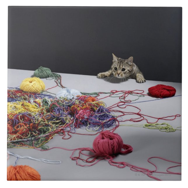 Silver tabby cat climbing over edge of table tile (Front)