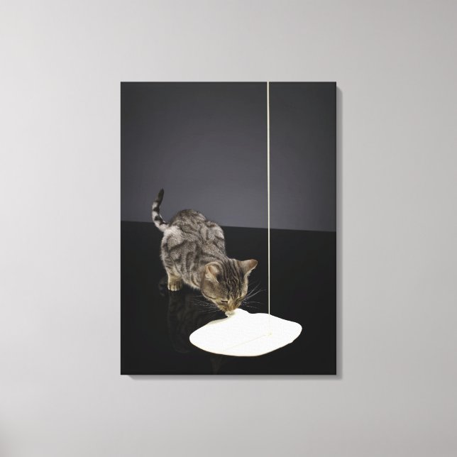 Silver tabby cat drinking cream from floor canvas print (Front)