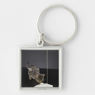 Silver tabby cat drinking cream from floor key ring