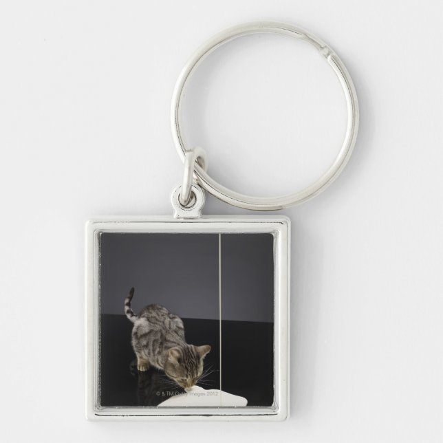 Silver tabby cat drinking cream from floor key ring (Front)