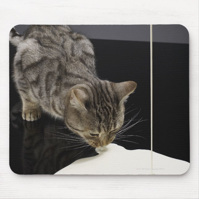 Silver tabby cat drinking cream from floor mouse mat (Front)