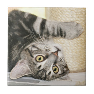 Silver tabby cat face tile