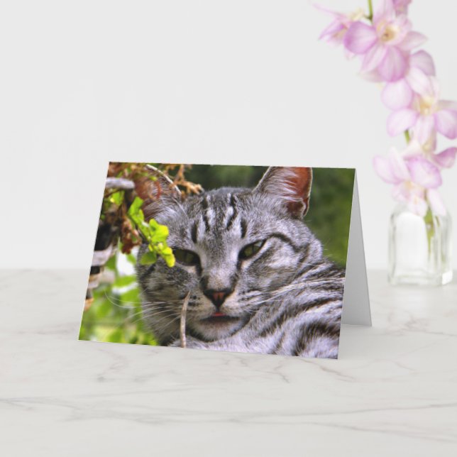 "Silver Tabby Cat Head" Greeting Card w/ envelope (Orchid)