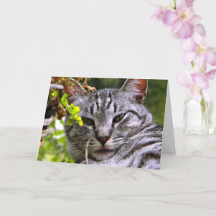 "Silver Tabby Cat Head" Greeting Card w/ envelope