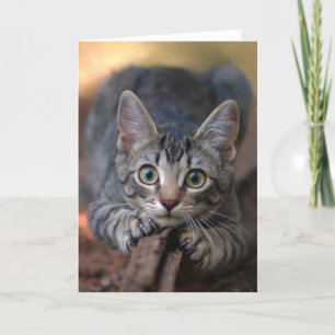 Silver Tabby Kitten Card
