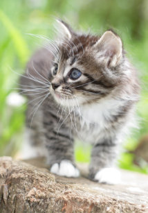 Long Haired Silver Tabby Kitten Gifts Gift Ideas Zazzle Uk