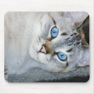 Silver Tabby Siamese Mouse Pad