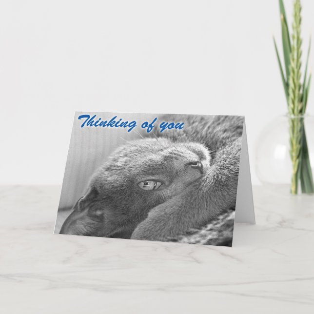 Silver the Cat Greeting Card (Front)