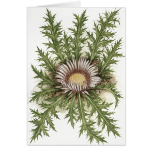 Silver Thistle Collection