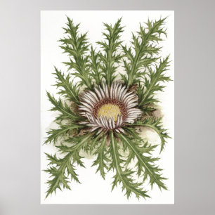 Silver Thistle --  Sue Abonyi Poster