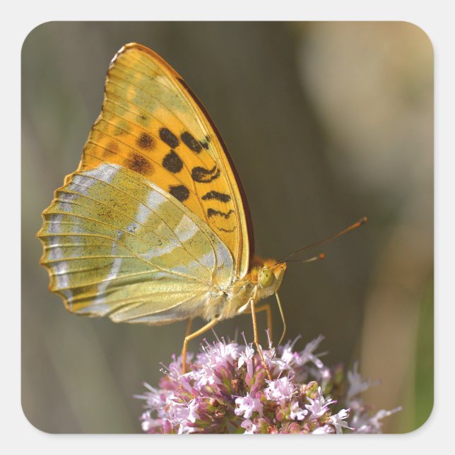 Silver-washed Fritillary butterfly on flower Square Sticker (Front)