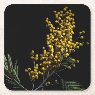 Silver Wattle Flowers Square Paper Coaster