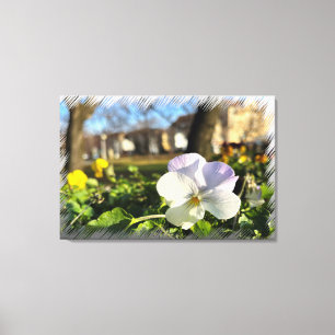 Silver white pansy canvas print