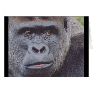 silverback