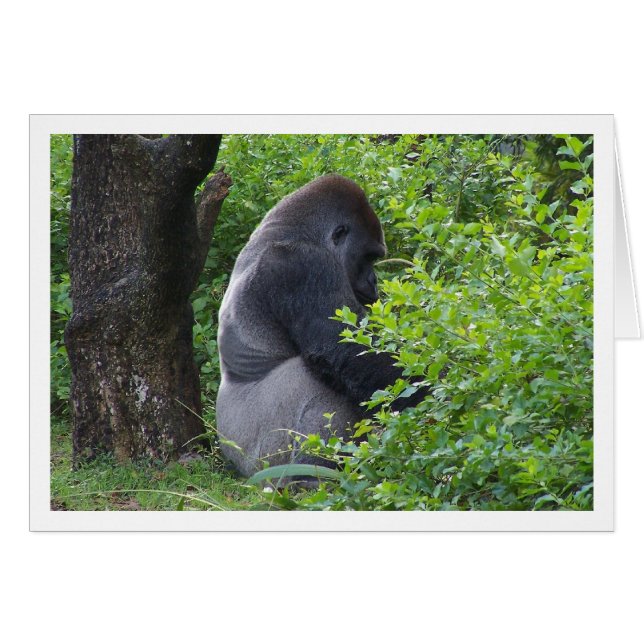 Silverback (Front Horizontal)