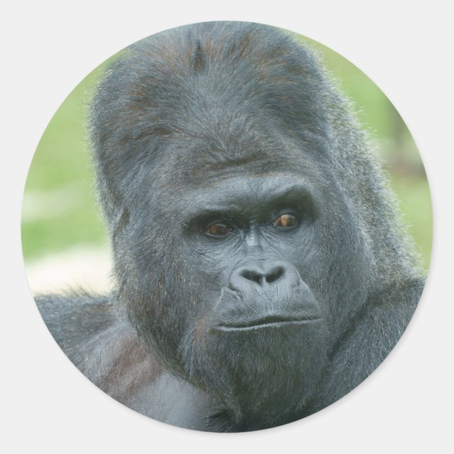 Silverback Dishi Classic Round Sticker (Front)