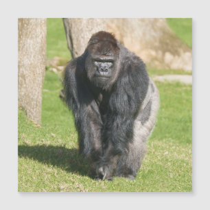 Silverback Gorilla – A Moment of Power