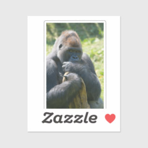 Silverback Gorilla And His Blanket