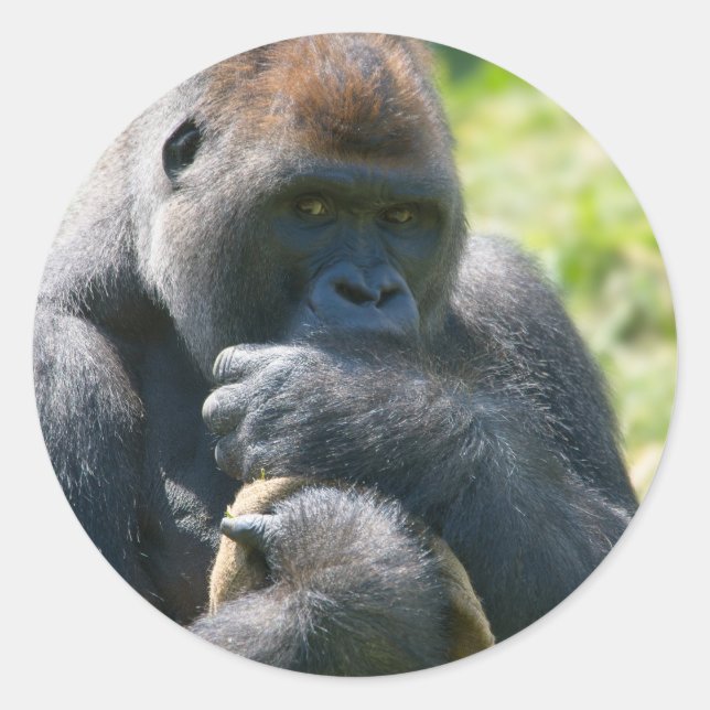 Silverback Gorilla And His Blanket Classic Round Sticker (Front)